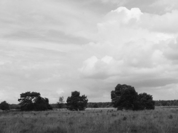 CartierHeide, sie spazieren direkt aus dem Haus ins Wald